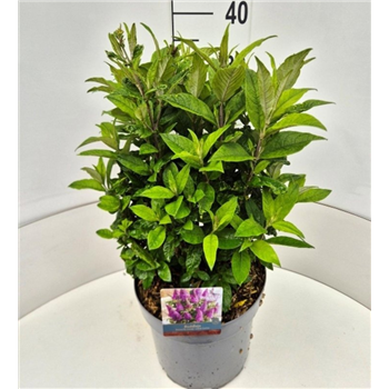 Buddleja davidii 'Candy Little Cerise' F00009489