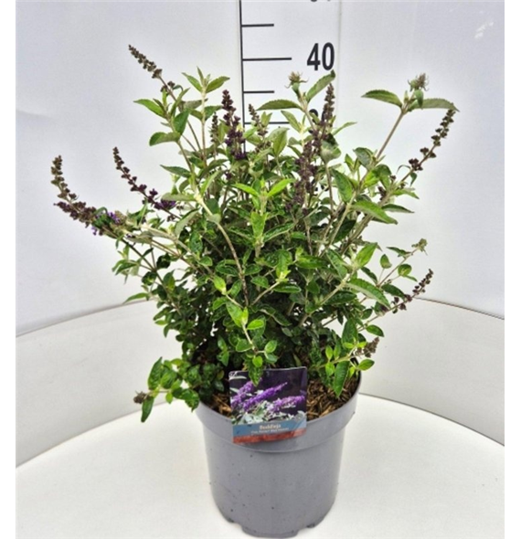 Buddleja davidii 'Free Petite Blue Heaven' F00009493