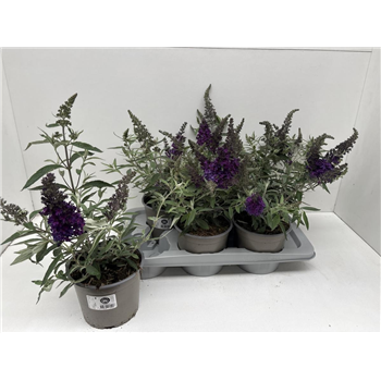 Buddleja davidii 'Summer Bird Blue' F00009266