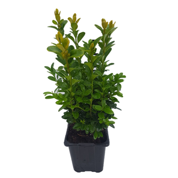Buxus sempervirens F00005293