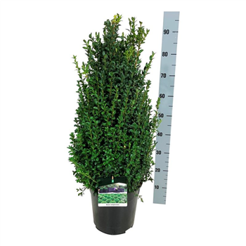 Buxus sempervirens F00004379