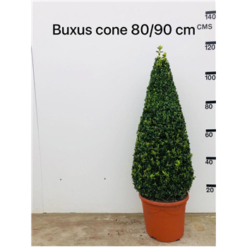 Buxus sempervirens F00008954