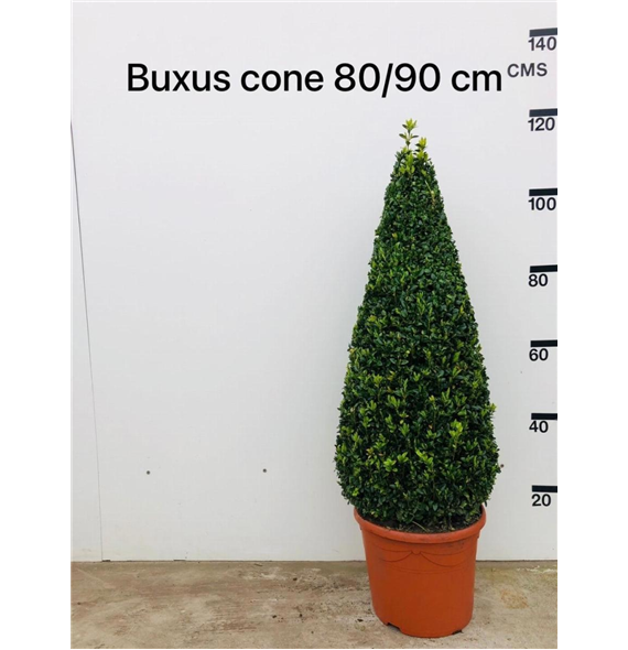 Buxus sempervirens F00008954