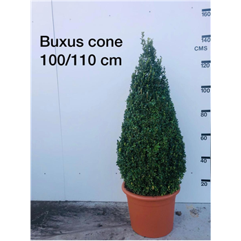 Buxus sempervirens F00008953