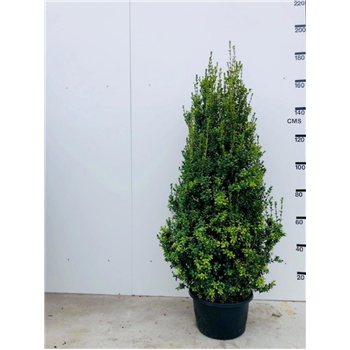 Buxus sempervirens F00008955