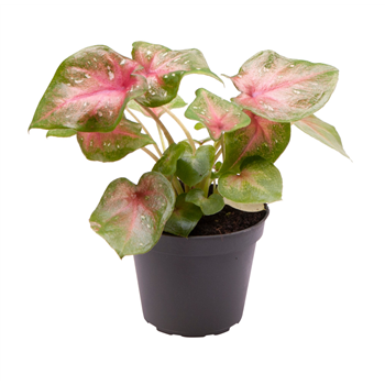 Caladium Casey F00000946