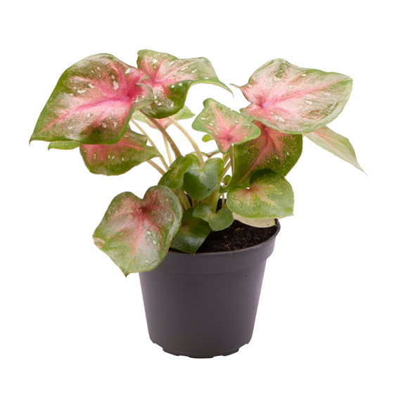 Caladium Casey F00000946