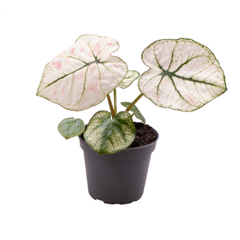 Caladium Kelly F00000947