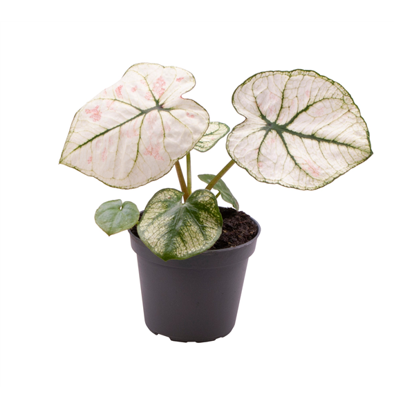 Caladium Kelly F00000947