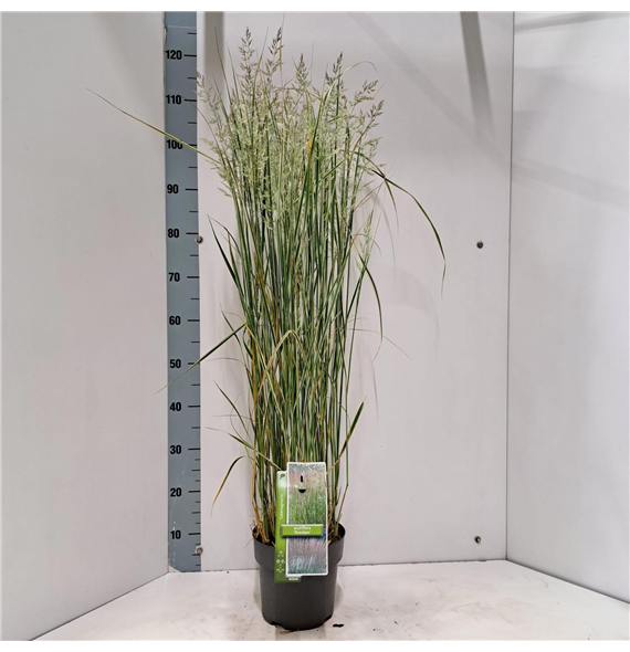 Calamagrostis x acutiflora 'Overdam' F00009623