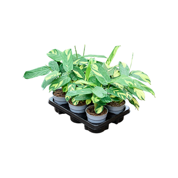 Kalateja 'Pilosa' 6/tray 4CAPIBP12