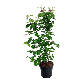 Calycanthus fertilis 'Aphrodite' F00007156
