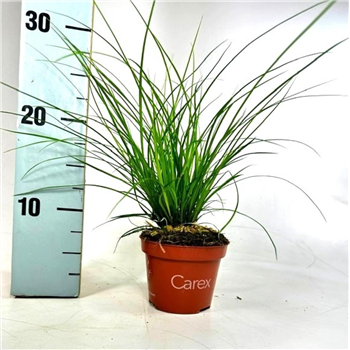 Carex brunnea F00009230