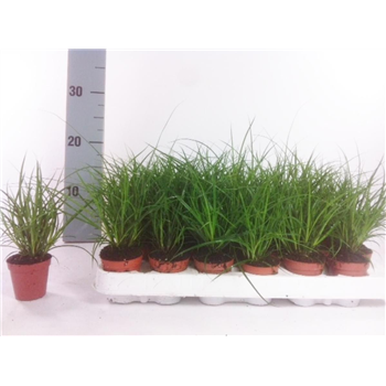 Carex brunnea F00009231