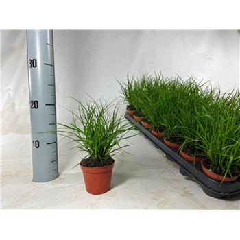 Carex brunnea F00009228