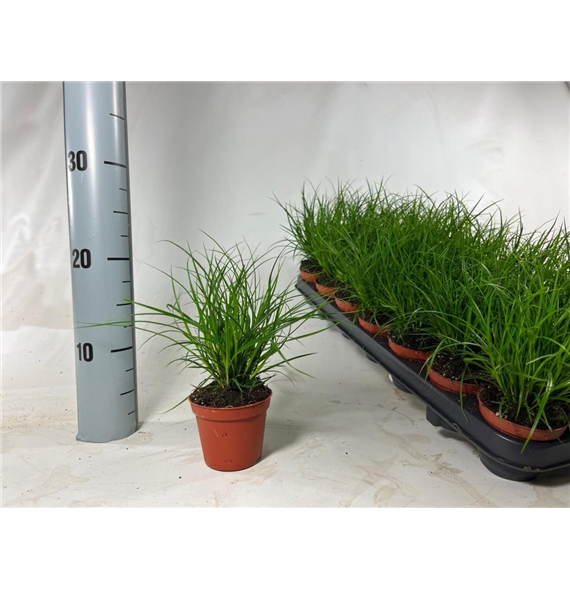 Carex brunnea F00009228