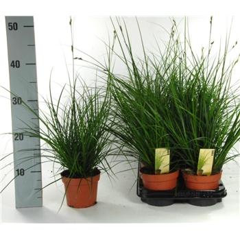 Carex brunnea F00009229