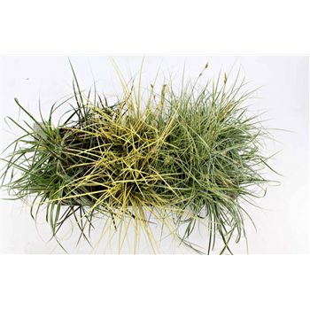 Carex brunnea F00009258