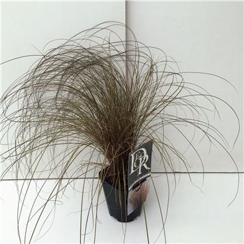 Carex comans 'Bronze Form' F00003885
