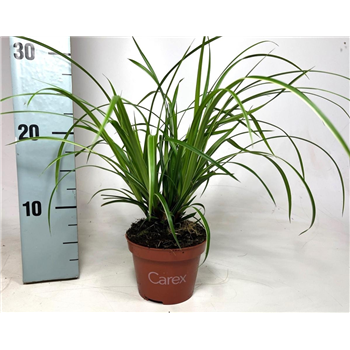 Carex morrowii 'Ice Dance' F00009227