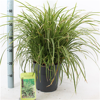 Carex morrowii 'Ice Dance' F00009626