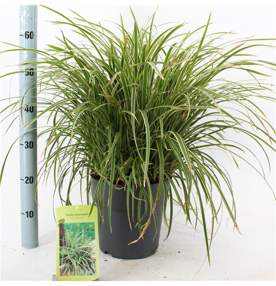 Carex morrowii 'Ice Dance' F00009626