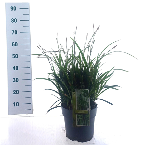 Carex morrowii 'Irish Green' F00009627