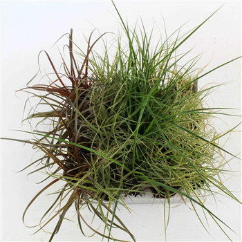 Carex oshimensis F00009256