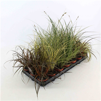 Carex oshimensis F00009257