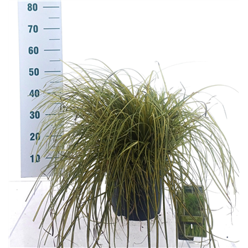 Carex oshimensis 'EverColor' F00009628