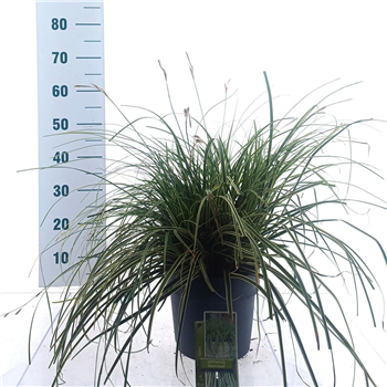 Carex oshimensis 'Evercream' F00009630