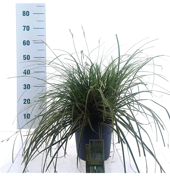 Carex oshimensis 'Evercream' F00009630