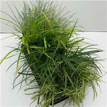 Carex oshimensis 'Evergold' mix tray F00004046