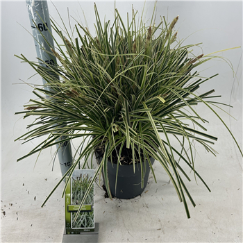 Carex oshimensis 'Feather Falls' F00009624