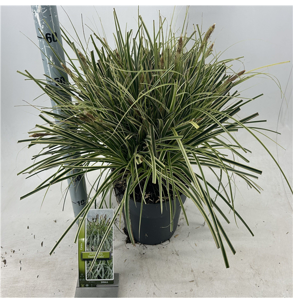 Carex oshimensis 'Feather Falls' F00009624