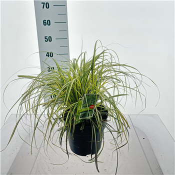 Carex oshimensis 'Moon Falls' F00009625