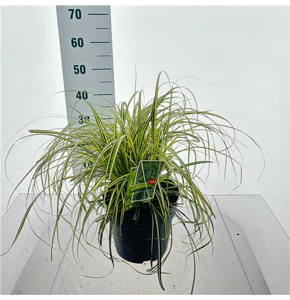 Carex oshimensis 'Moon Falls' F00009625