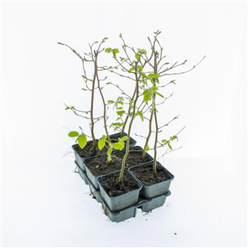 Carpinus betulus F00009222