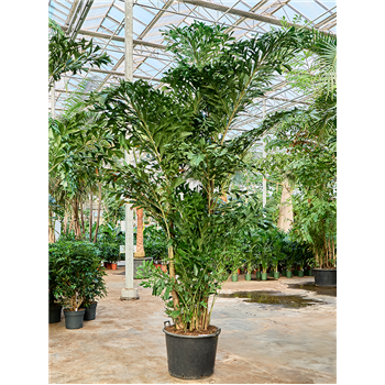 Caryota mitis (325-375) 4CAMIB006
