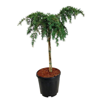Cedrus deodara 'Feelin' Blue' F00009444