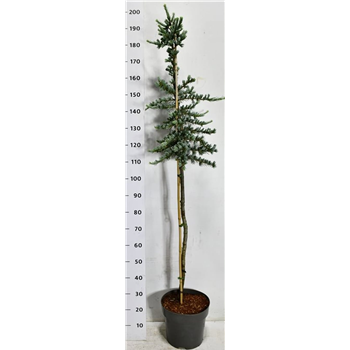 Cedrus libani 'Glauca' F00009056