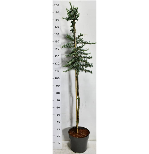 Cedrus libani 'Glauca' F00009056