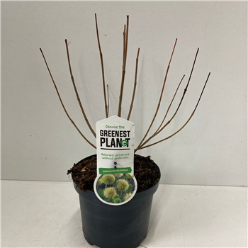 Cephalanthus occidentalis F00009632