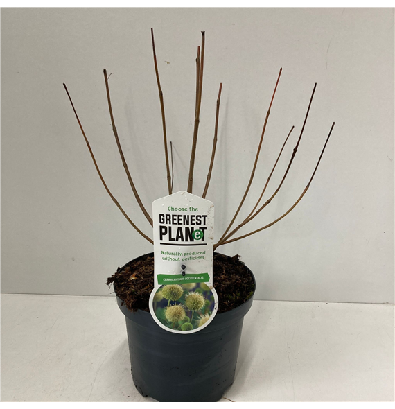 Cephalanthus occidentalis F00009632