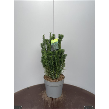 Cephalotaxus harringtonii 'Fastigiata' F00009332