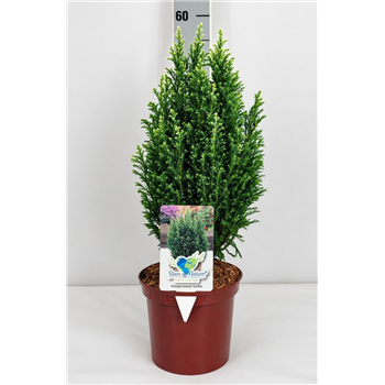 Chamaecyparis lawsoniana 'Snow White' F00009560