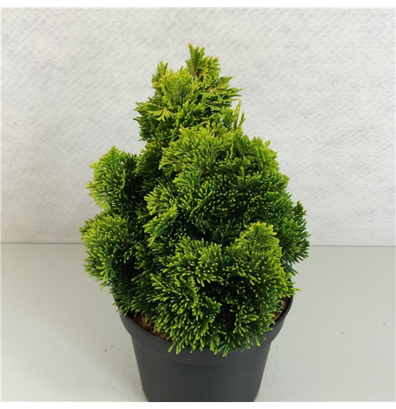 Chamaecyparis obtusa 'Aurora' F00009638