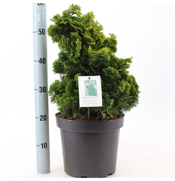 Chamaecyparis obtusa 'Aurora' F00009639