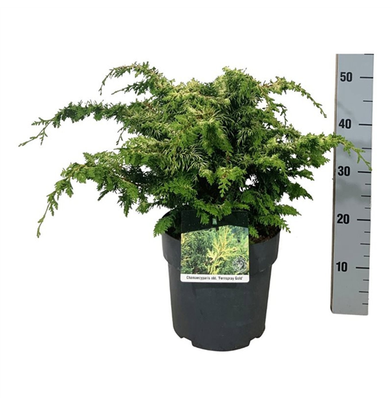 Chamaecyparis obtusa 'Fernspray Gold' F00007457