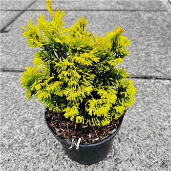 Chamaecyparis obtusa 'Gold Post' F00009646